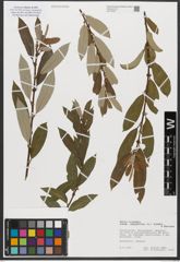 Foto von Salix triandra subsp. amygdalina (L.) Schübl. & G. Martens